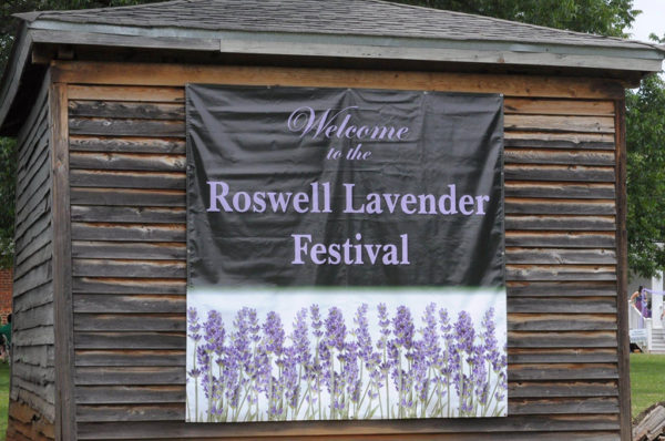 Lavender Festival 2022 cover image