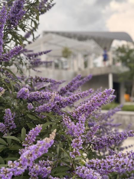 Hello Spring, Hello Suwanee!