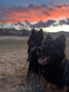 Urso Mountain BBQ festival fundraiser to support local pet shelters