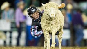 Mutton Bustin' -June 17th Performance