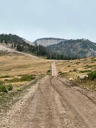 (Sat only) *50in Trail!* Willow Trail Difficulty: 5/10 cover picture