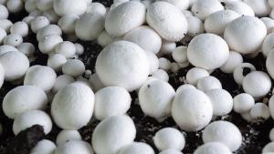 2026 Mushroom Festival Grant Application