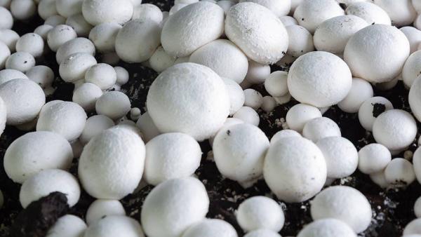 The 41st Annual Mushroom Festival