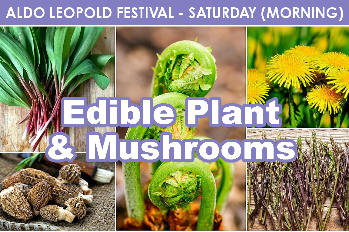 SATURDAY (AM) - Edible Plants & Mushrooms cover picture