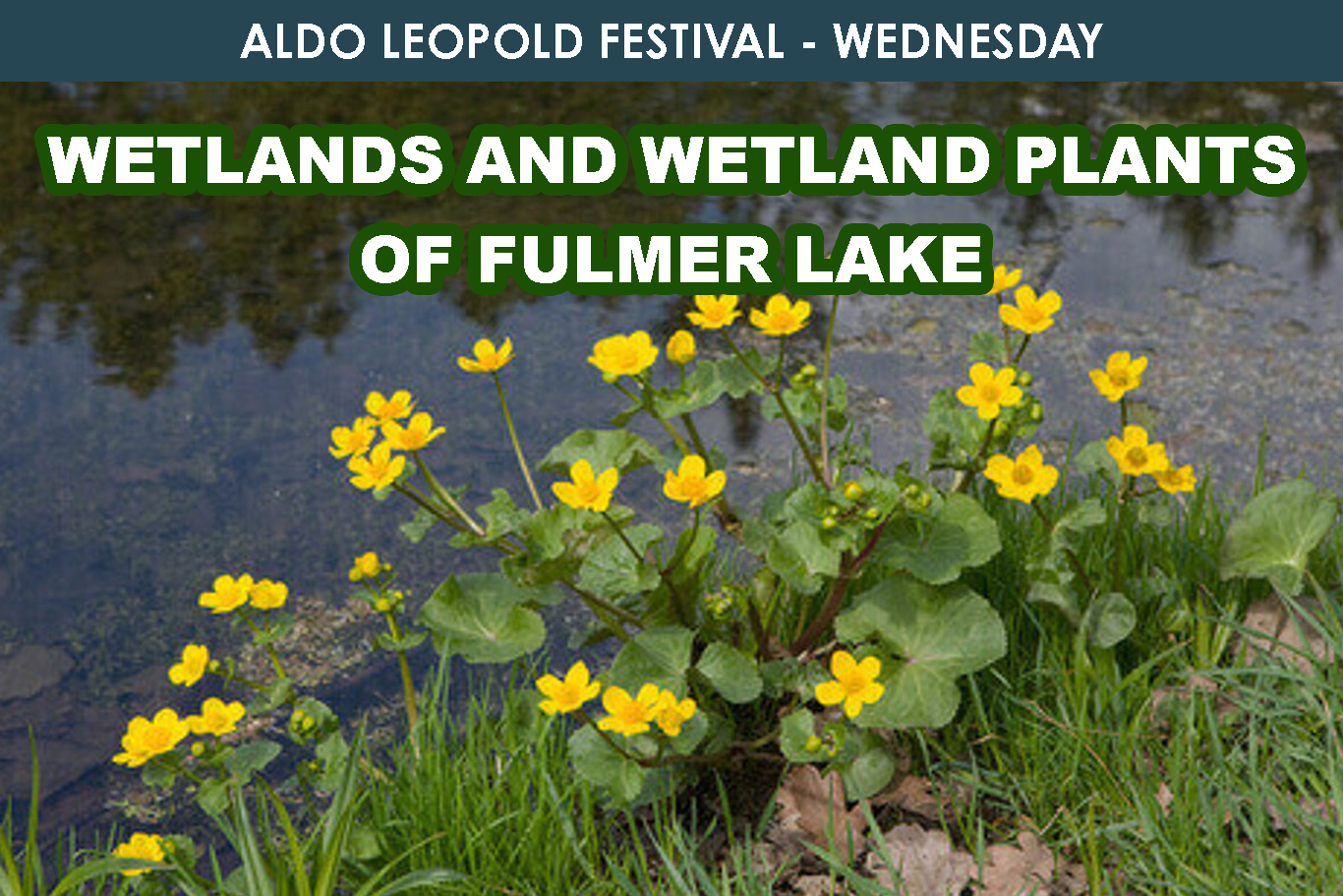 Wetlands and Wetland Plants of Fulmer Lake cover picture