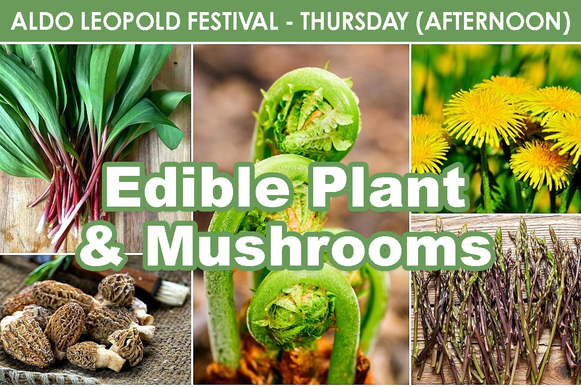 THURSDAY (PM) - Edible Plants & Mushrooms cover picture