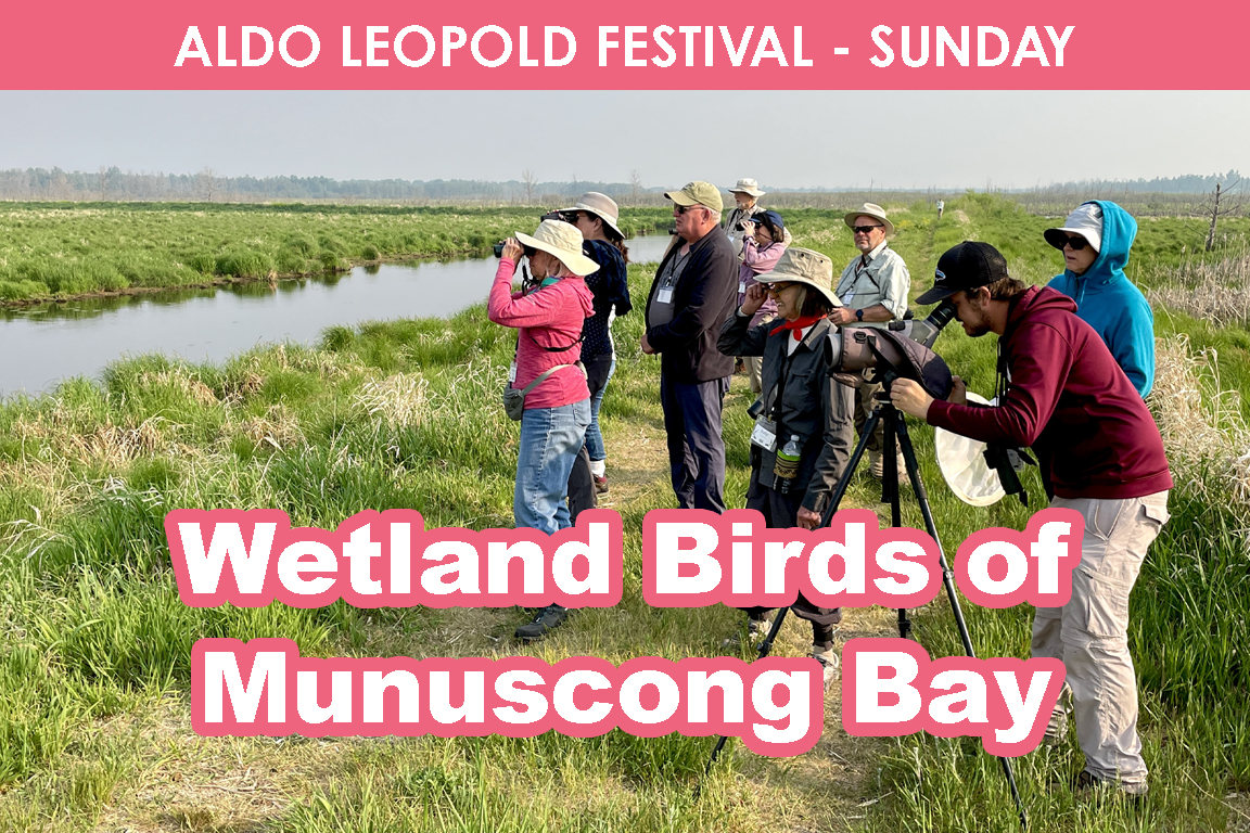 SUNDAY - Wetland Birds of Munuscong Bay cover picture