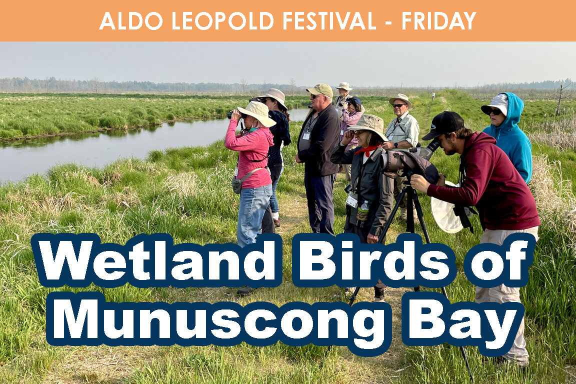 FRIDAY - Wetland Birds of Munuscong Bay cover picture