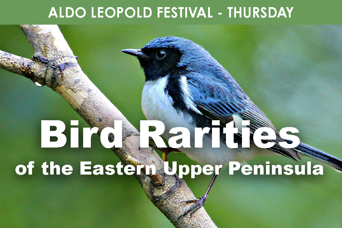 THURSDAY - Bird Rarities of the EUP cover picture