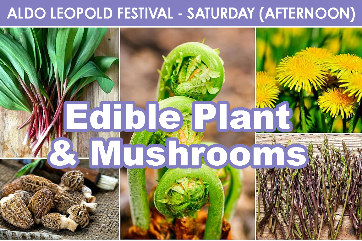 SATURDAY (PM) - Edible Plants & Mushrooms cover picture