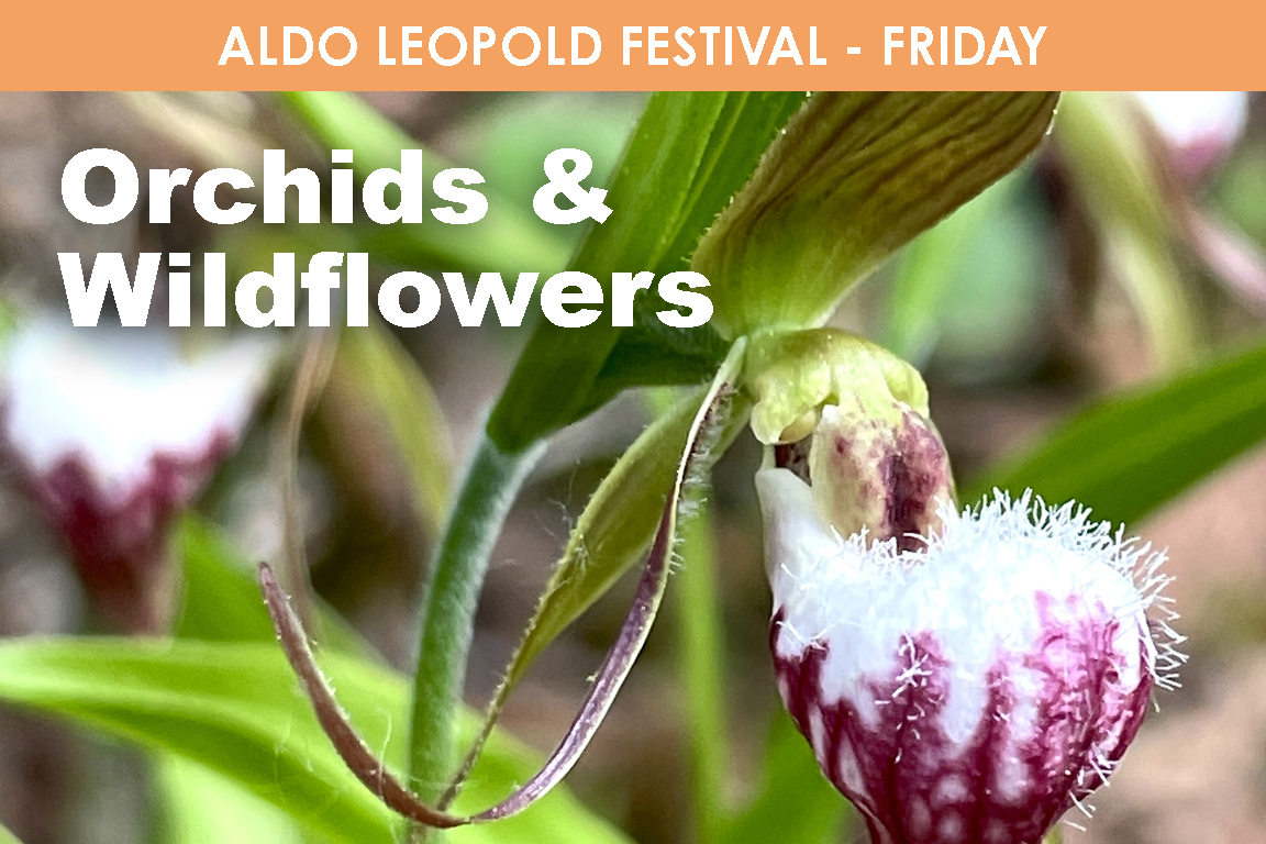 FRIDAY - Orchids & Wildflowers cover picture
