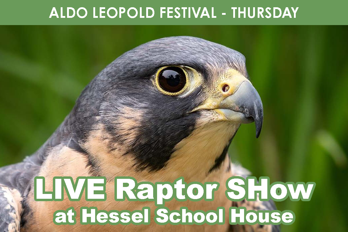THURSDAY - Live Raptors Show at Hessel School House cover picture