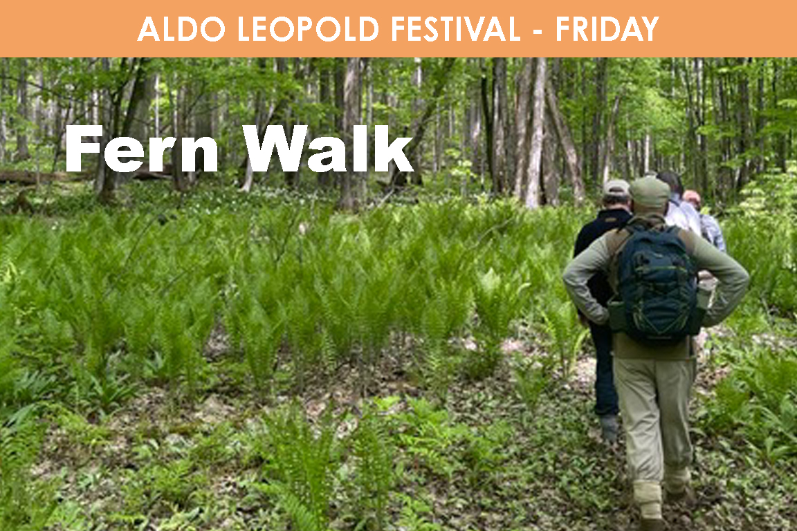 FRIDAY - Fern Walk cover picture