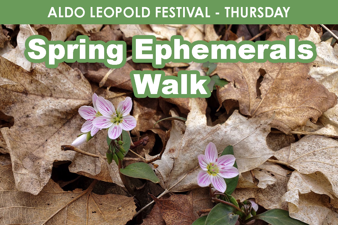 THURSDAY - Spring Ephemerals Walk cover picture