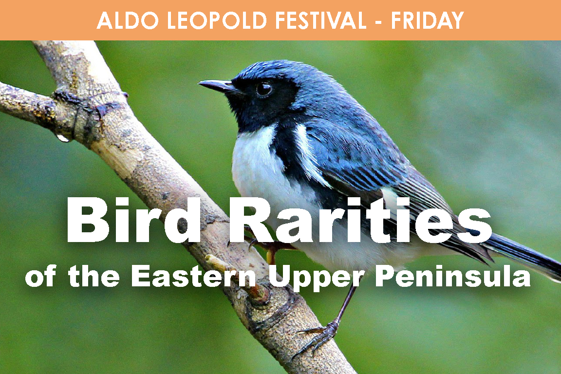 FRIDAY- Bird Rarities of the EUP cover picture