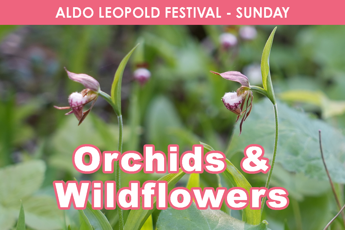 SUNDAY - Orchids & Wildflowers cover picture