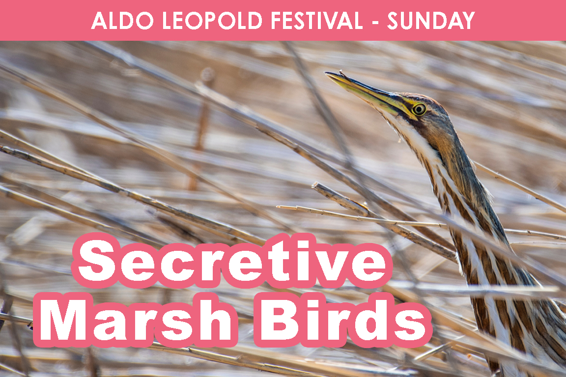 SUNDAY - Secretive Marsh Birds cover picture