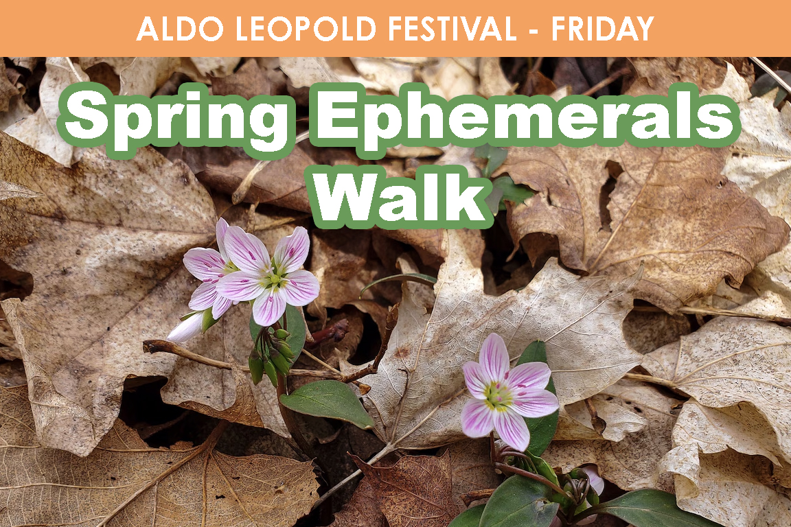 FRIDAY- Spring Ephemerals Walk cover picture
