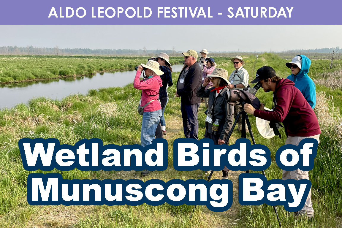 SATURDAY - Wetland Birds of Munuscong Bay cover picture
