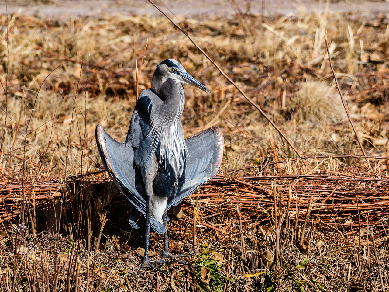Forest Bathing with Birds | Sun | 1:30 &ndash; 4:00 pm cover picture