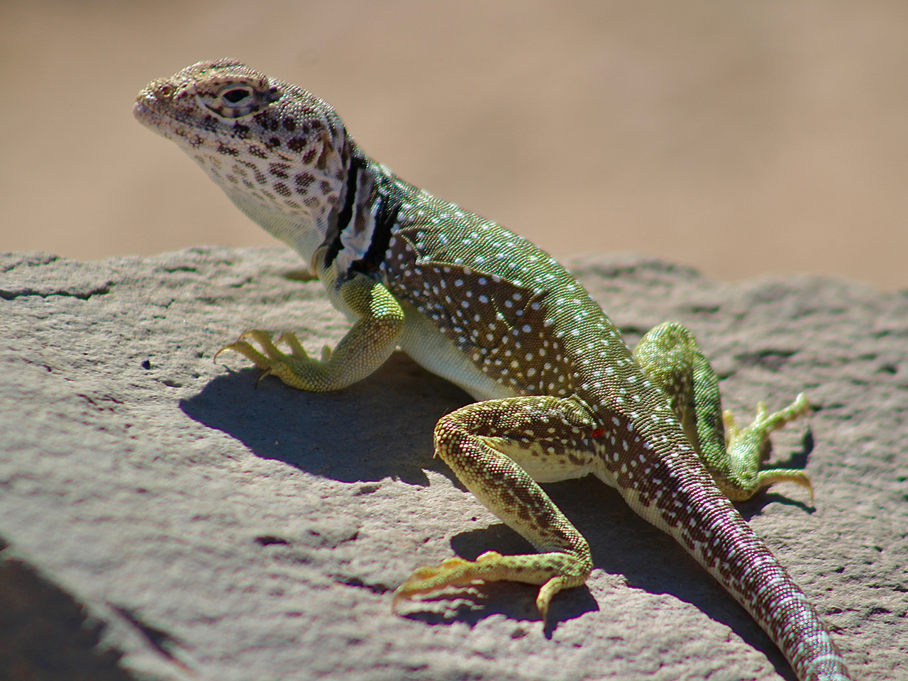 A Lizard's Love Language | Fri | 4:30 &ndash; 7:00 pm cover picture
