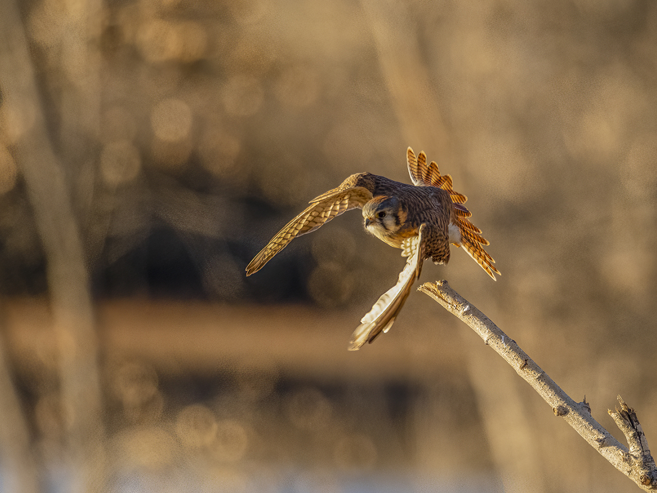 Afternoon Elective: Campus Birding | Sun | 2:00 &ndash; 4:00 pm cover picture
