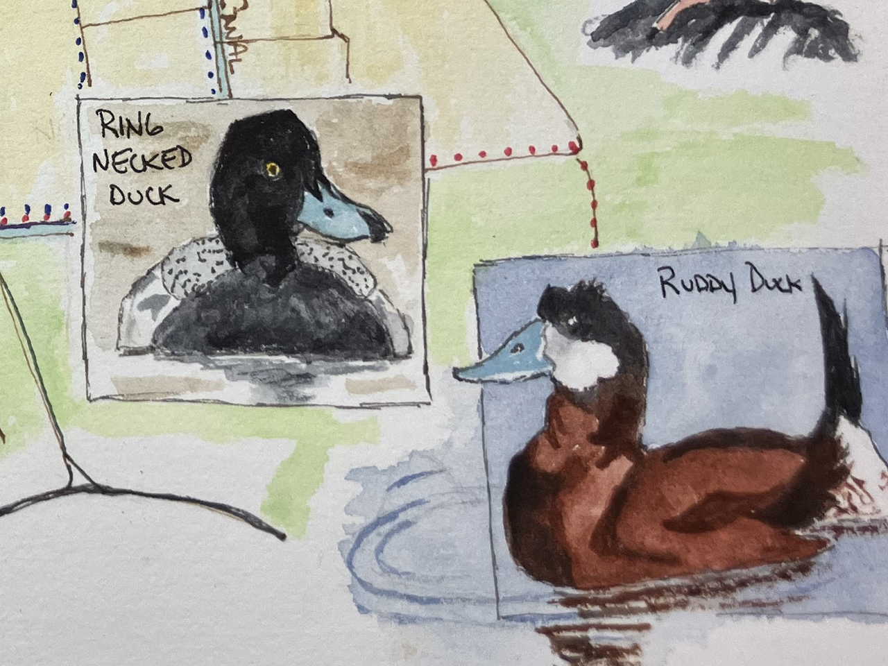 Sit-Spotting: An Approach to Nature Journaling | Thurs | 1:00 &ndash; 3:00 pm cover picture