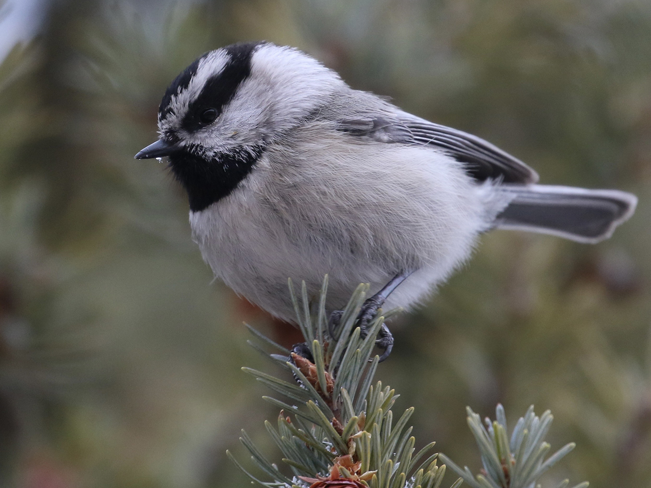 Exploring Water Canyon's Birdlife | Fri | 8:00 &ndash; 11:00 am cover picture