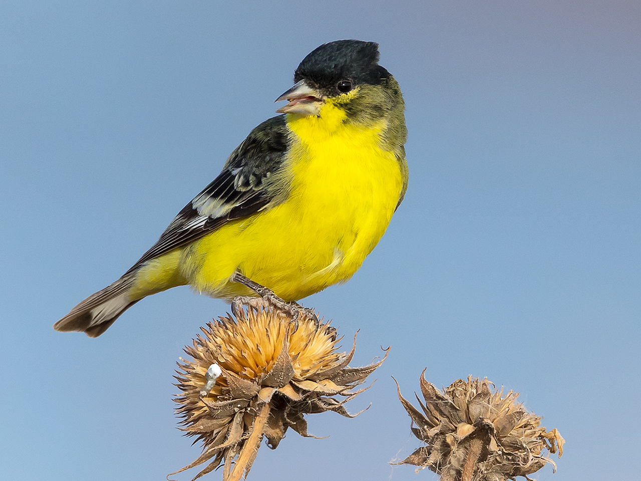 Birding by Niche Noticing | Sat | 2:00 &ndash; 4:30 pm cover picture