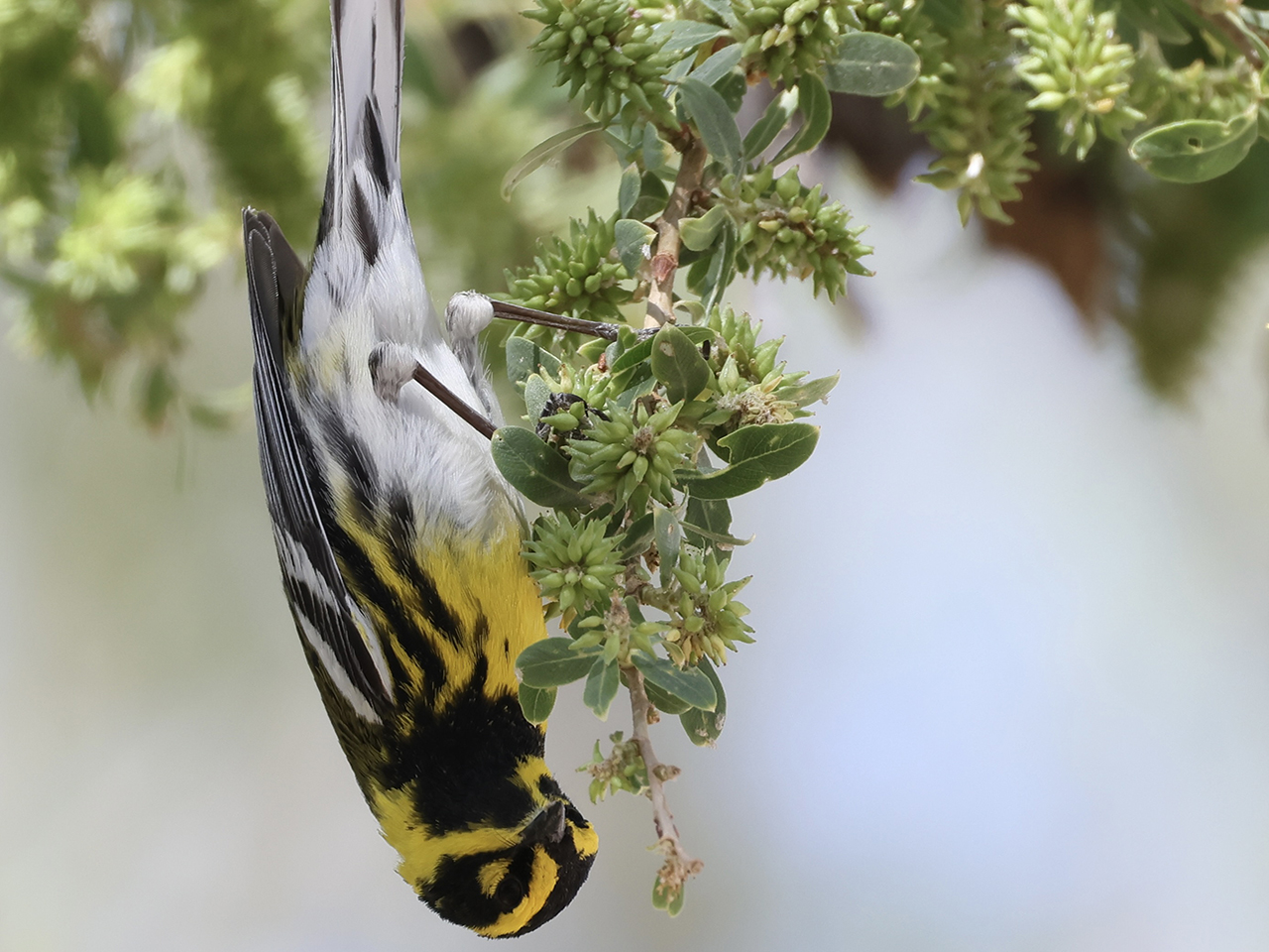 Mindful Birding | Sun | 10:00 am &ndash; 12:00 noon cover picture