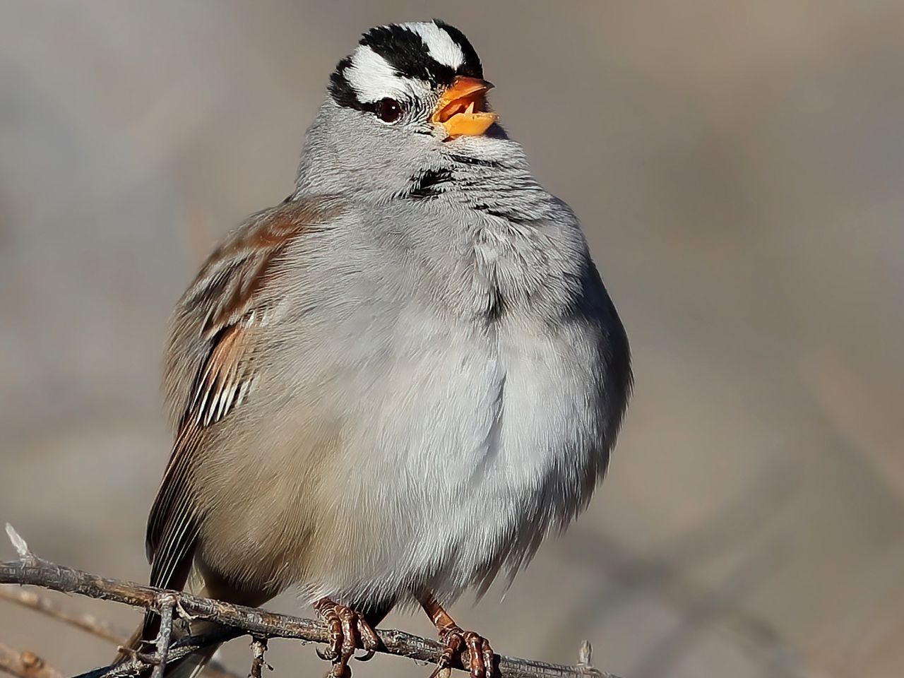 Birding by Behavior | Sat | 2:00 &ndash; 4:30 pm cover picture