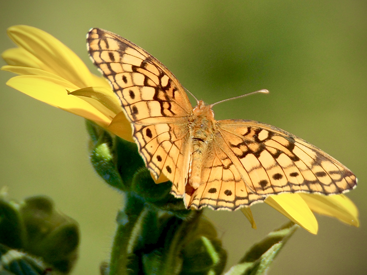 Butterflies, Bees, Beetles, Birds and Bats! A Walking Tour of the Pollinator Habitat Enhancement Project | Fri |  1:00 &ndash; 2:30 pm cover picture