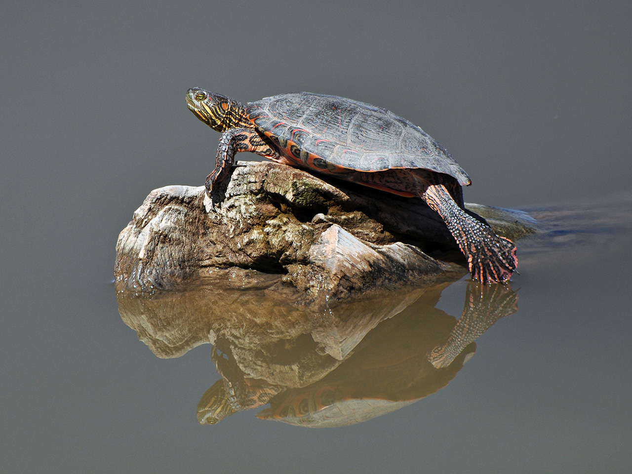 Turtles, Turtles, Turtles! | Fri | 7:30 &ndash; 10:30 am cover picture