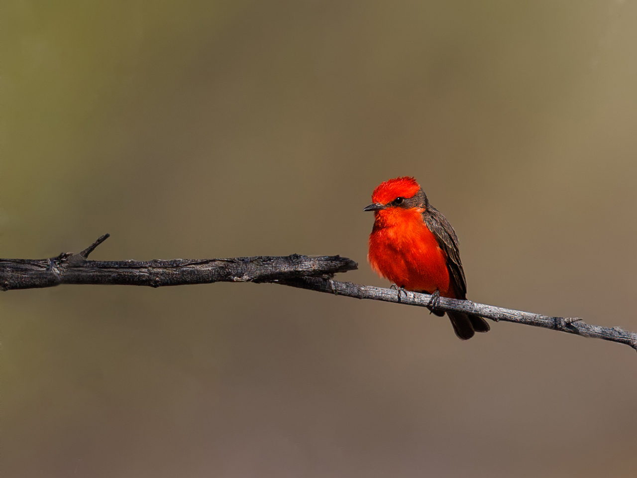 Slower Birding | Sat | 9:30 am &ndash; 12:00 pm cover picture