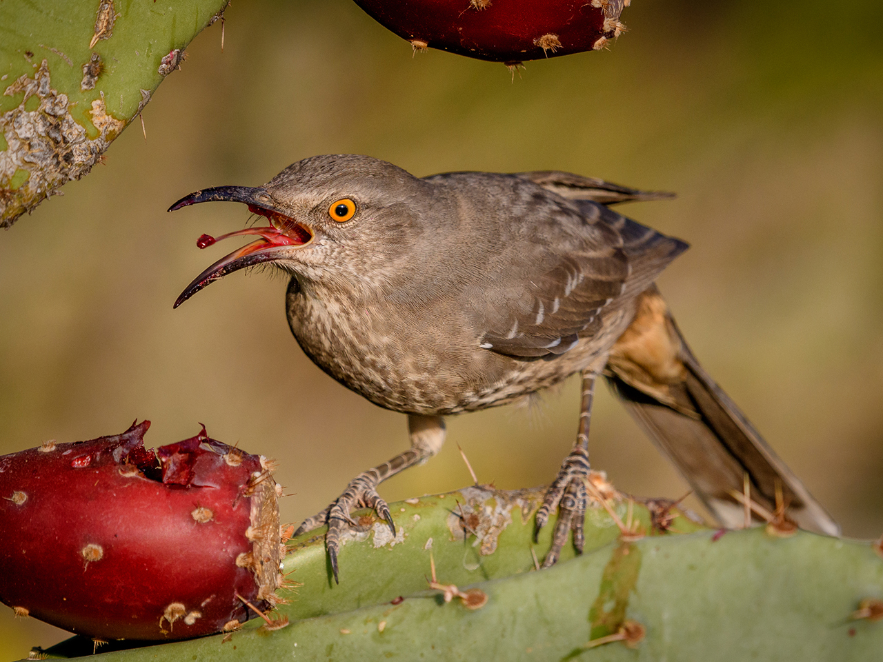 Birding by Behavior | Sun | 6:30 &ndash; 9:00 am cover picture