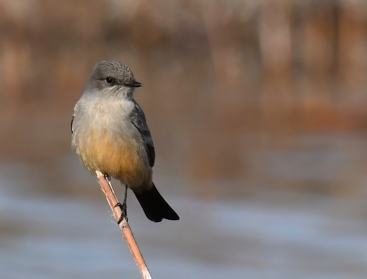 Migration Magic | Sat | 6:30 &ndash; 9:00 am cover picture