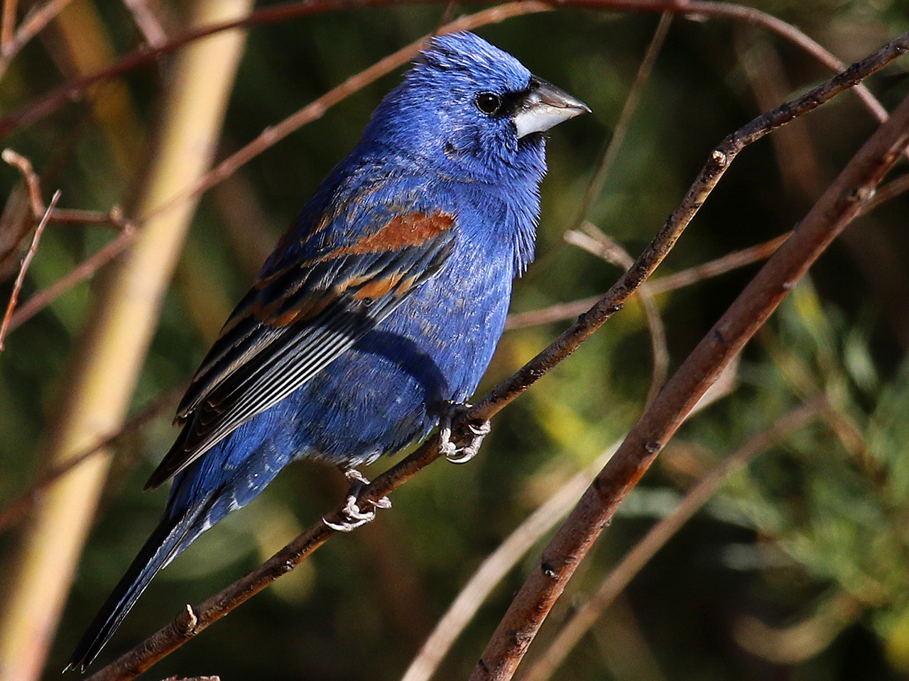 Migration Magic | Sun | 6:30 &ndash; 9:00 am cover picture