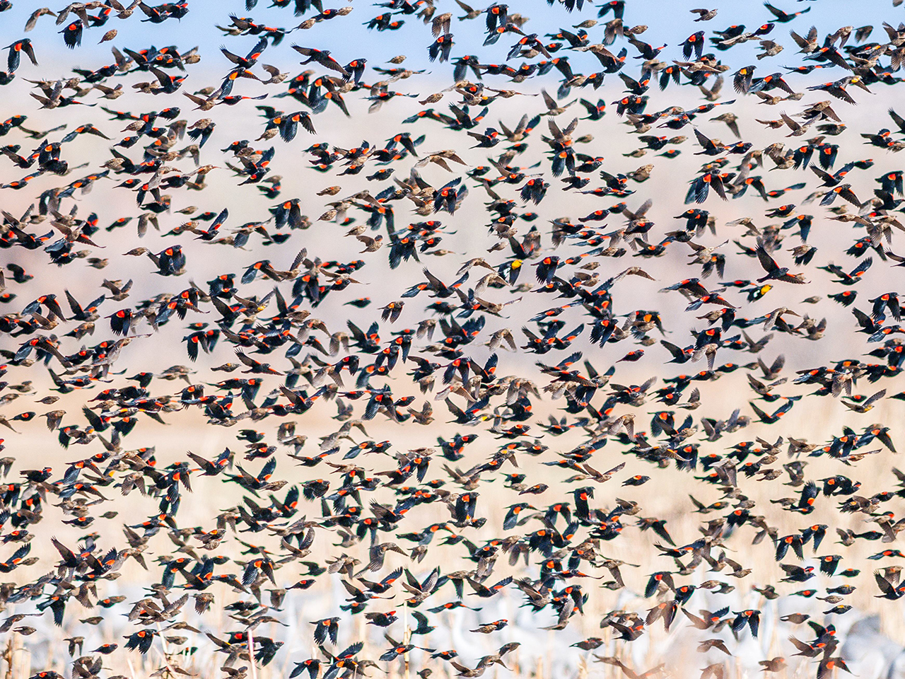 Formation Flight of Migratory Birds | Thurs | 1:00 &ndash; 2:30 pm cover picture
