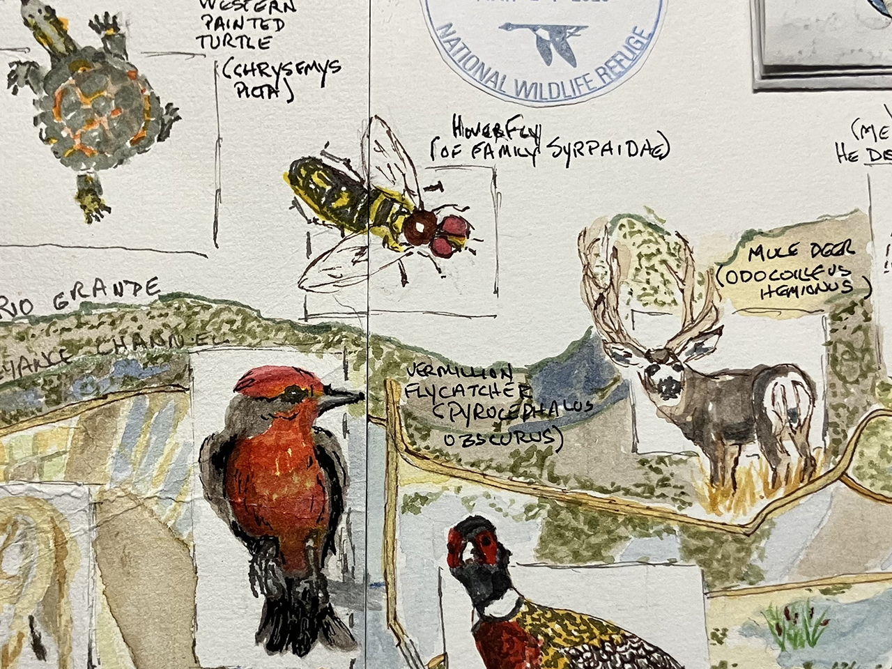 Introduction to Nature Journaling | Thurs |  9:00 &ndash; 10:30 am cover picture