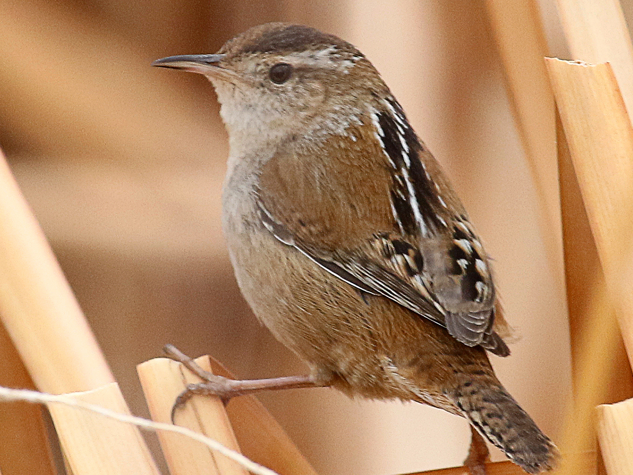 Songs and Beyond: Birding by Ear | Sat | 10:00 am &ndash; 12:30 pm cover picture