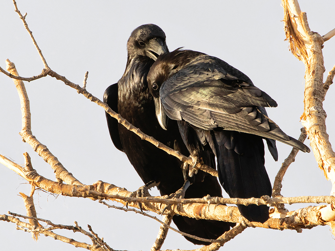 Birding 101 | Sun | 10:00 am &ndash; 12:00 noon cover picture