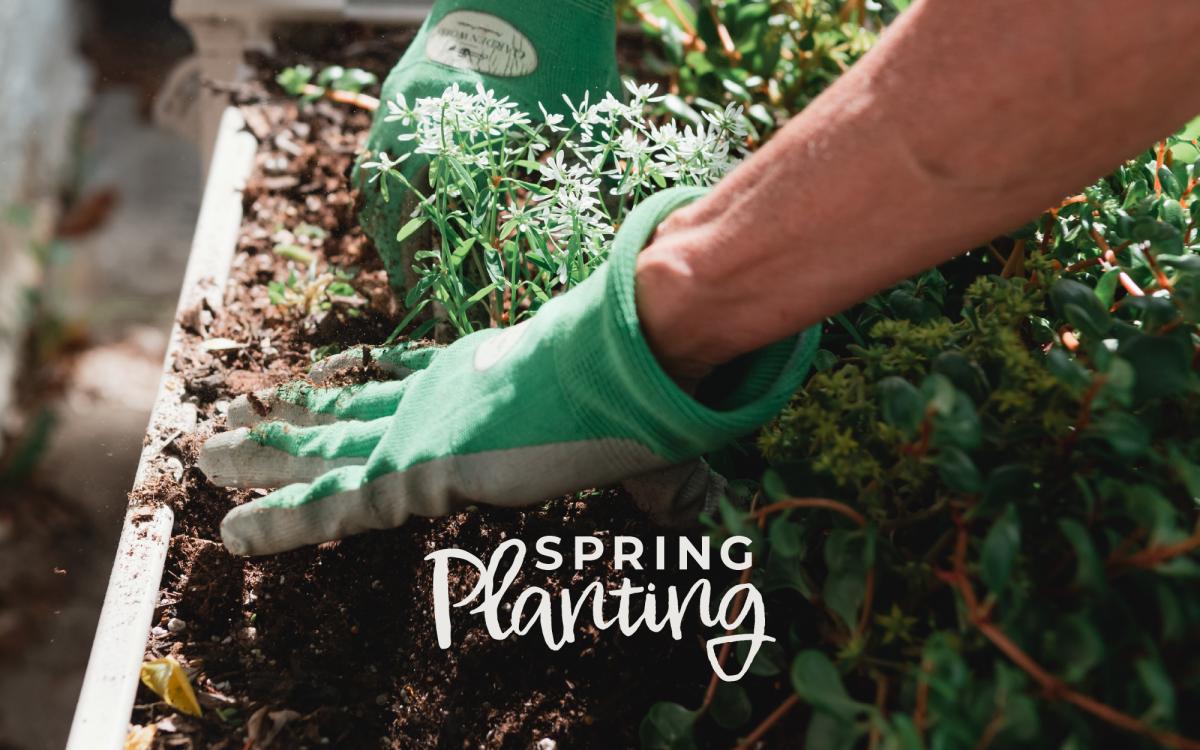 VaHi Spring Planting cover image