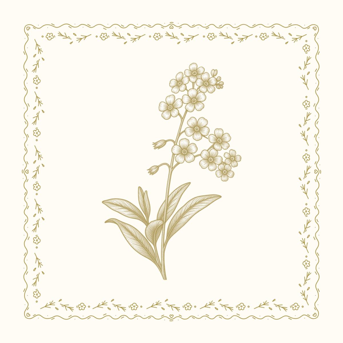 Milkweed | General cover picture