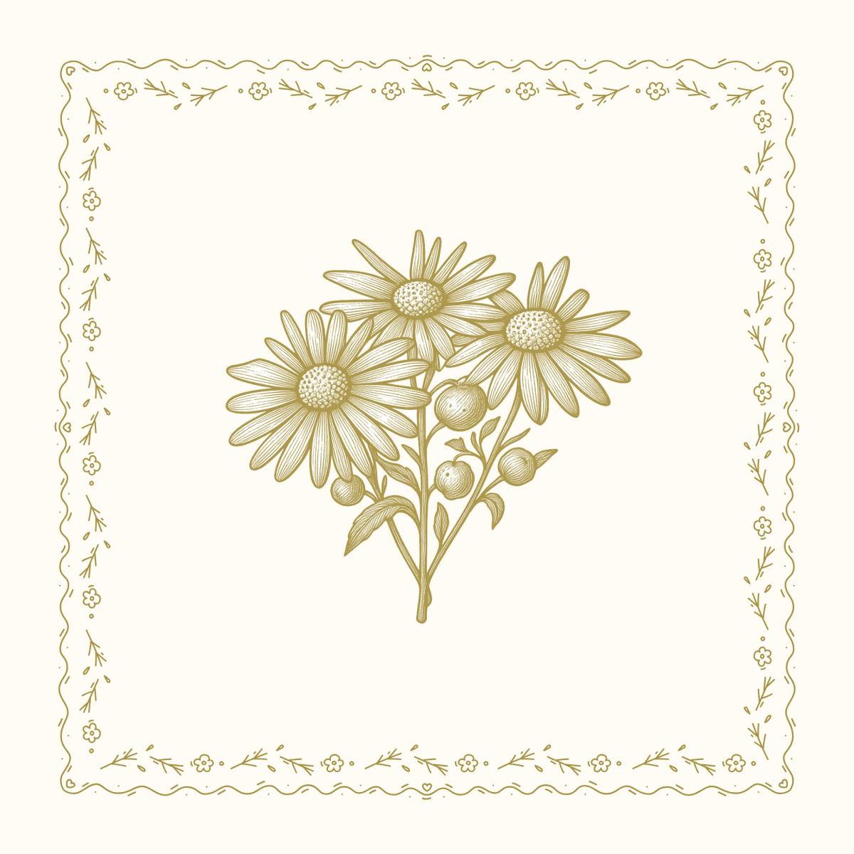 Aster | Premium cover picture