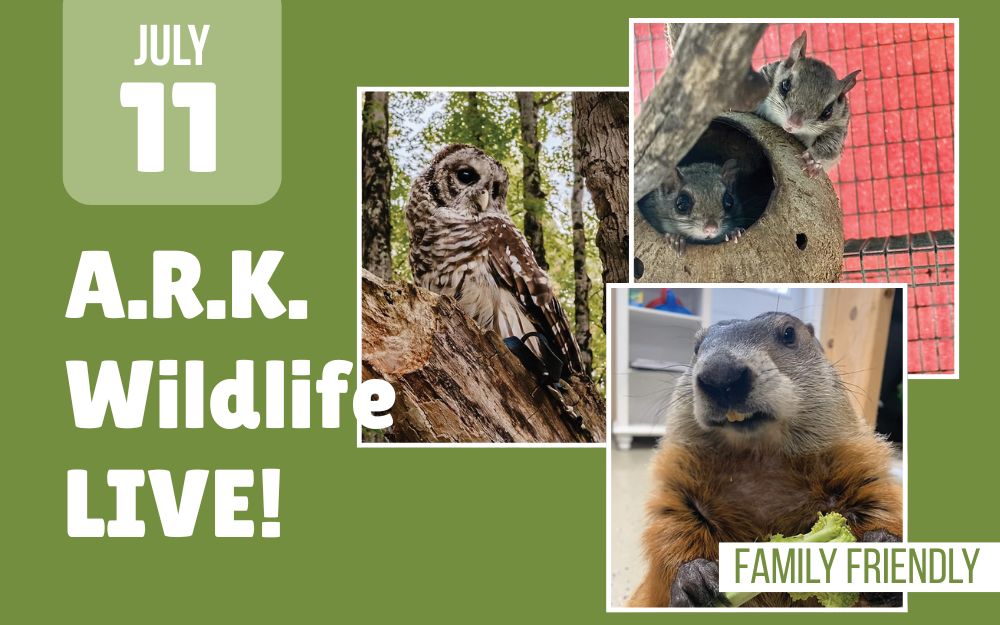 A.R.K. Wildlife LIVE! cover picture