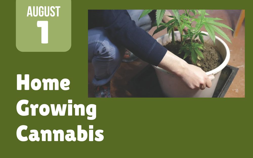 Home Growing Cannabis cover picture