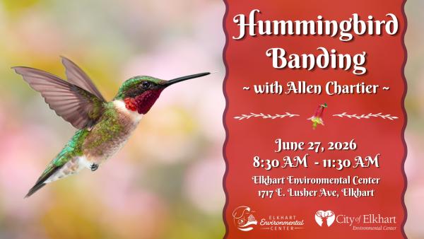 Hummingbird Banding with Allen Chartier