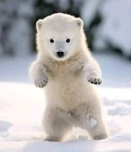 Polar Bear/ Snow Flakes