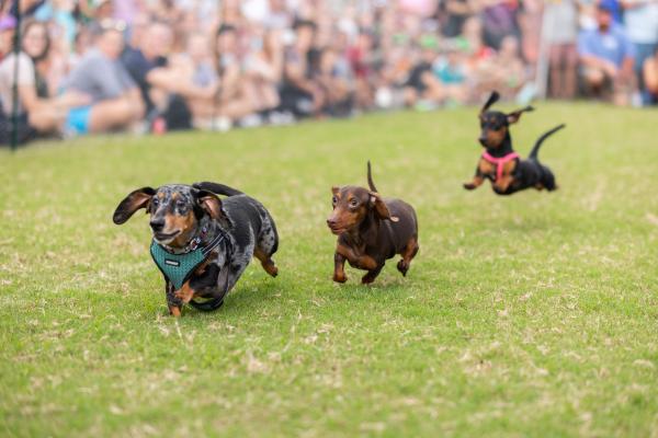 Oktoberfest Wiener Dog Race