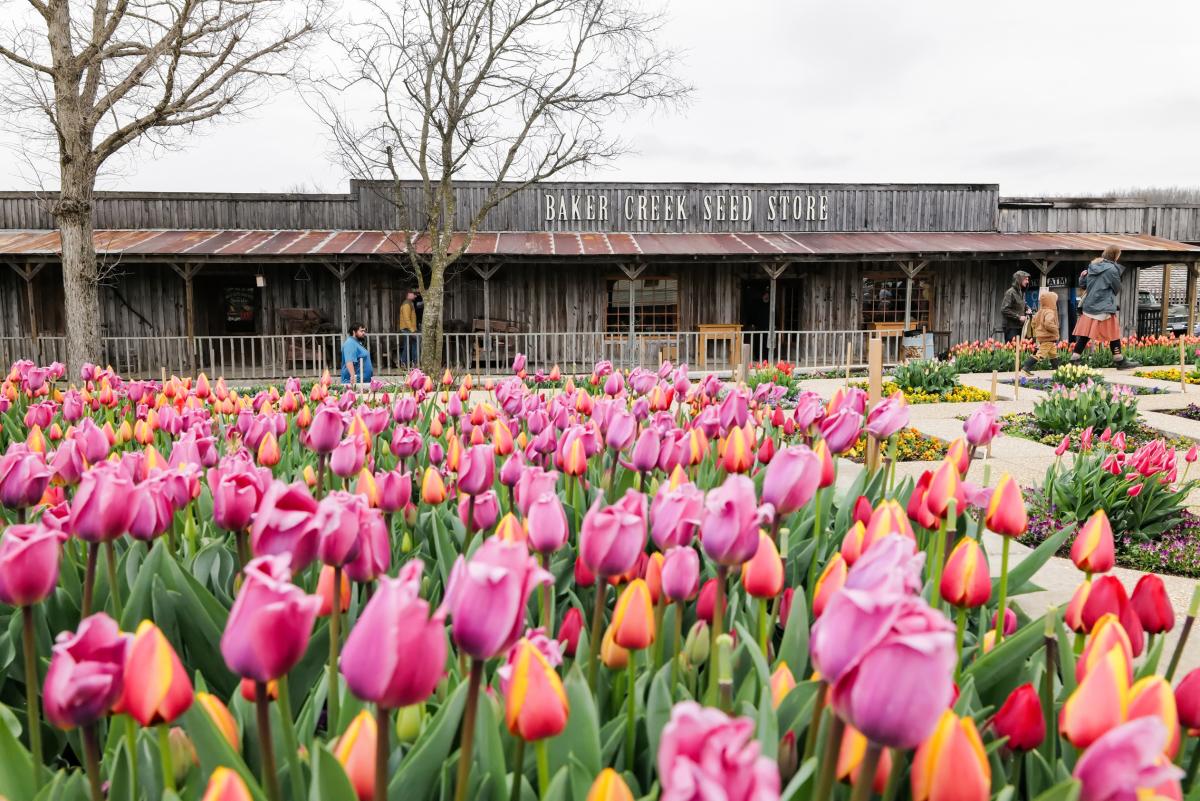 Pink, orange, and yellow tulips bloom in front of the rustic wooden Baker Creek Seed Store as visitors stroll the pathways